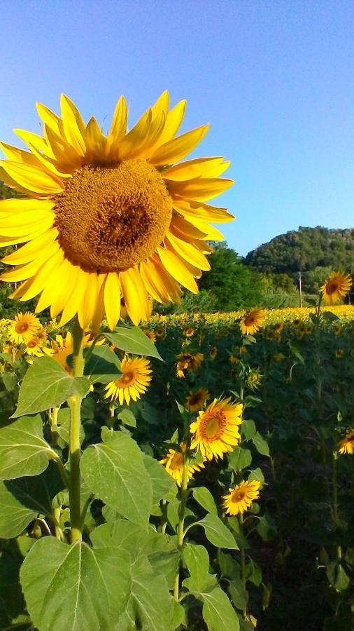 Podere Pian Dei Gelsi Volterra Exterior foto